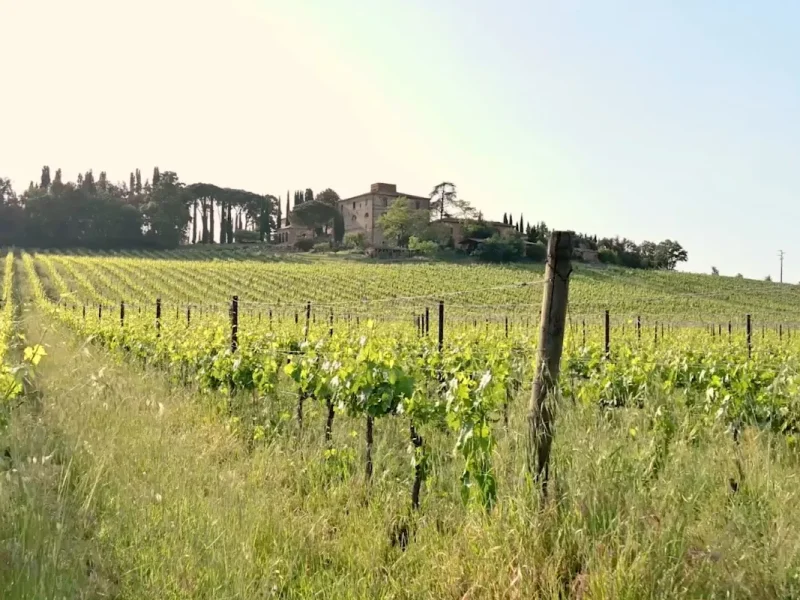 Gallery_vino – 4