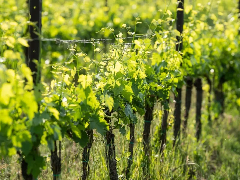 Gallery_vino – 5
