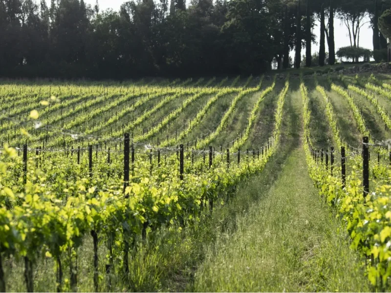Gallery_vino – 7